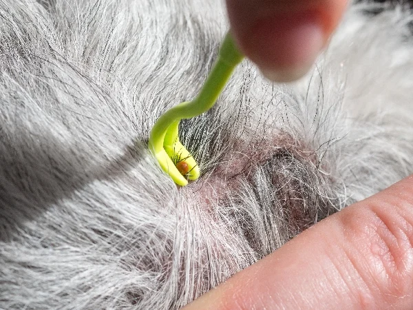 How to remove a tick from a dog using a tick twister Image of a pet owner removing a tick from a dog using a tick twister