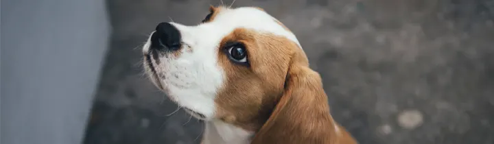 My puppy has hiccups Photo of a puppy for an article on puppies with hiccups