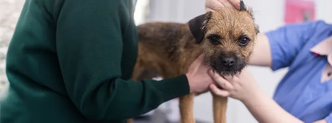 A dog having an ear check at the vet A vet checking a dog's ears to see if they need cleaning. Dog ear cleaner is usually in the form of medicated drops — read our step-by-step guide to using it.