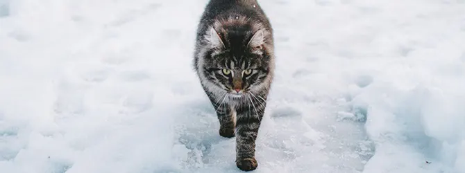 Preventing Antifreeze Poisoning in Cats cute cat walking through snow at risk from antifreeze poisoning