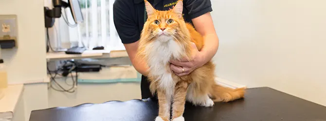 Lungworm in Cats - Parasite Prevention Lungworm in cats