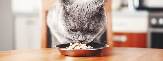 Cat Diet Advice - Best Food For Cats cat eating food from bowl