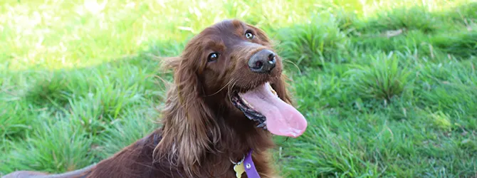 Irish Setter | Owner's Guide irish setter in field