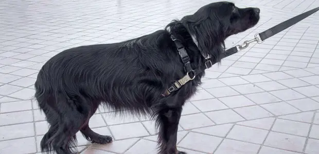 dog on tiled floor with lowered tail dog on tiled floor with lowered tail