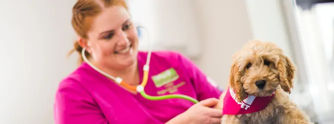 Preserving Canine Health: Comprehensive Guide to Regular Dog Checkups image of for article on routine check up for dogs