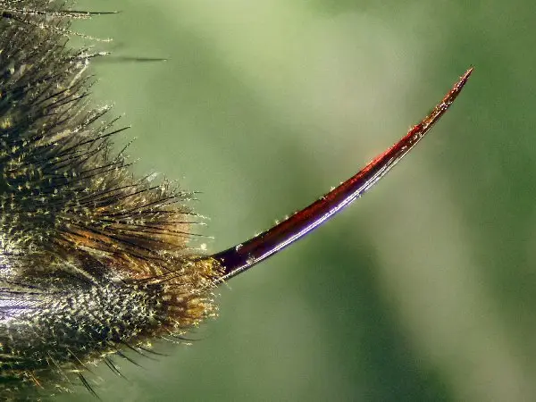 image of stinger for article on cat stung by bee image of stinger for article on cat stung by bee