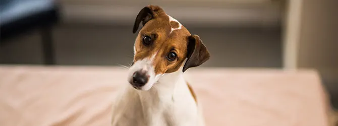 Curious dog with mange A dog with a slight head tilt for an article on mange in dogs