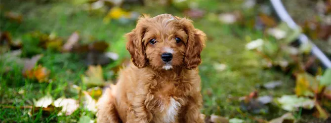 Cavapoo guide: what are the traits of this joyful breed? golden cavapoo puppy