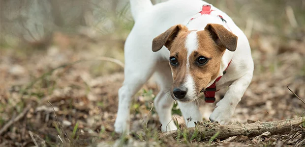 jack-russell-body-1.jpg Jack Russel, mostly white, outside with red leash