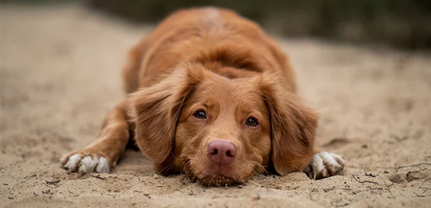 dog lying down on sand dog lying down on sand