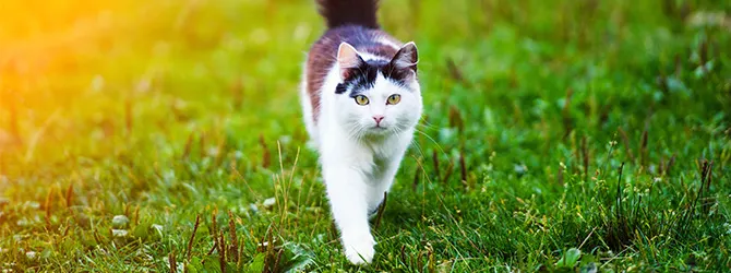 7 Spring Pet Care Tips - Pet Care Guide cat walking on spring grass for springtime tips article