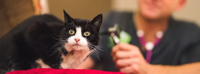 Cat Inflammatory Bowel Disease: A Guide Inflammatory bowel disease in cats