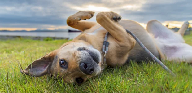 dog rolling in poop dog rolling in poop