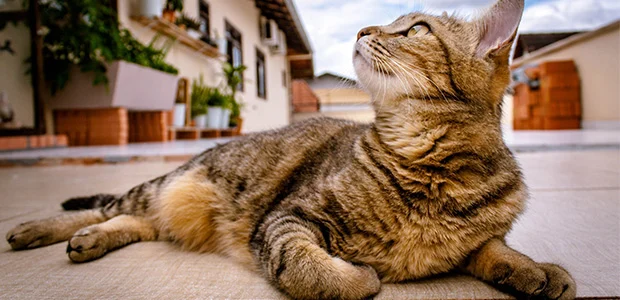 image of cat for article cat microchipping image of cat for article cat microchipping