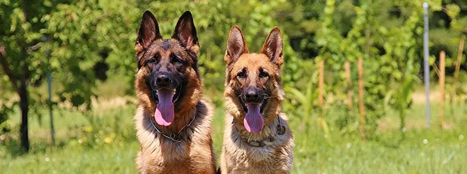 hip dysplasia in dogs - Symptoms & Treatment german shepherd sitting on grass with tongue out