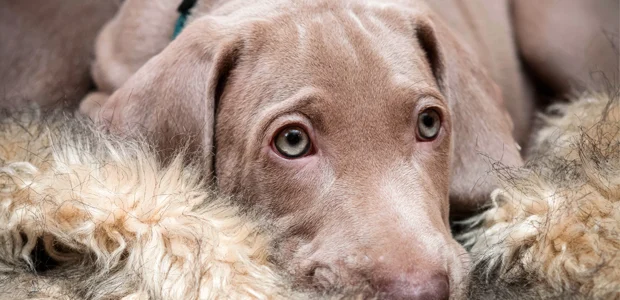 cute weimaraner puppy sitting on a rug cute weimaraner puppy sitting on a rug