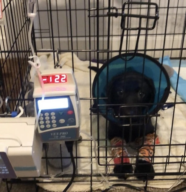 Labrador puppy with parvovirus on a drip at the vets Labrador puppy with parvovirus on a drip at the vets