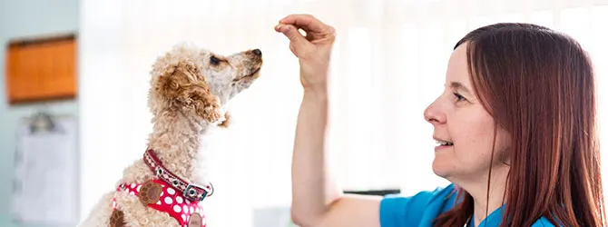 Helping Your Dog Regain their Appetite A dog attending a veterinary practice for a weight check up