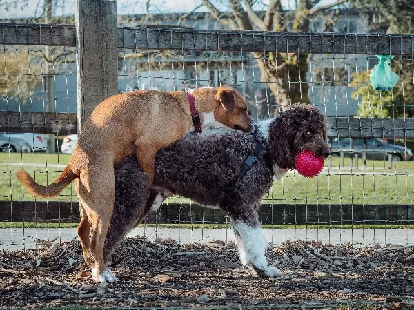 Signs your dog needs to be neutered image Image of a dog mounting another dog for article on signs your dog needs to be neutered