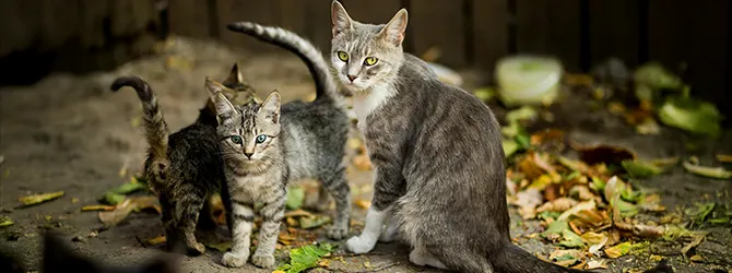 An adult cat with two kittens Photo of an adult cat with two kittens, attached to an article
