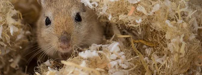 Gerbil Care - A Guide to Keeping Gerbils gerbil popping out of hideout