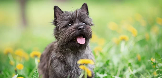 dark cairn terrier in flowers dark cairn terrier in flowers