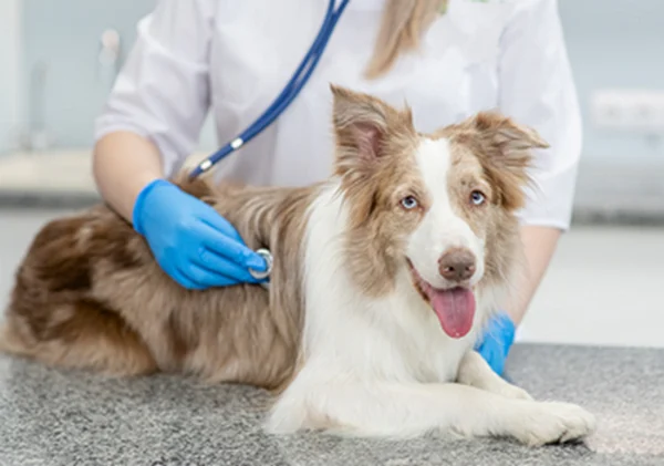 image of for article on routine check up for dogs image of for article on routine check up for dogs