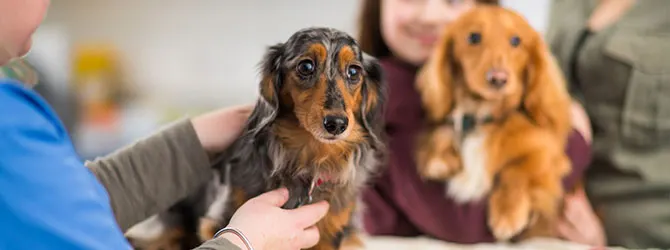 Dog Asthma | Can Dogs Have Asthma? Dog attending a veterinary practice for a health check up