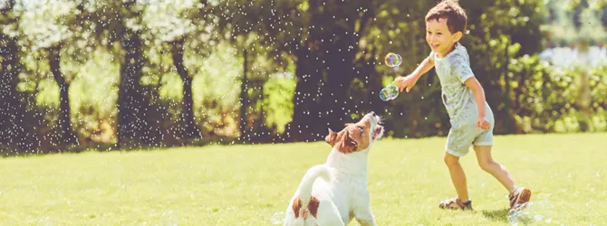 Games for Dogs to Play | Mental Stimulation for Dogs A dog playing with young boy in a field