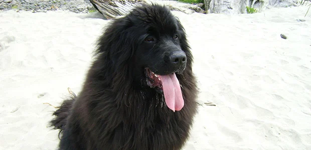 newfoundland sticking tongue out newfoundland sticking tongue out