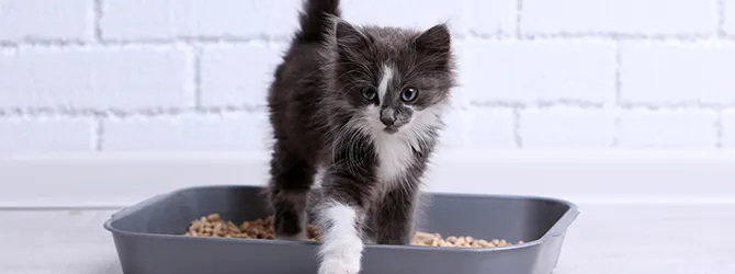 Litter Training A Kitten - Toilet Training cat inside to its litterbox
