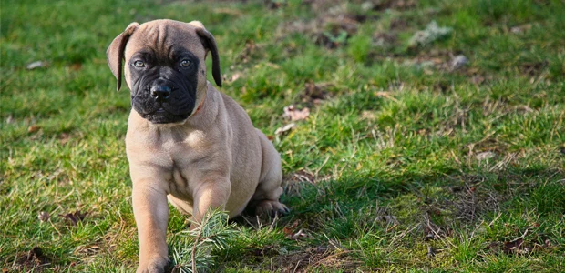 Bullmastiff puppy sitting on grass Bullmastiff puppy sitting on grass