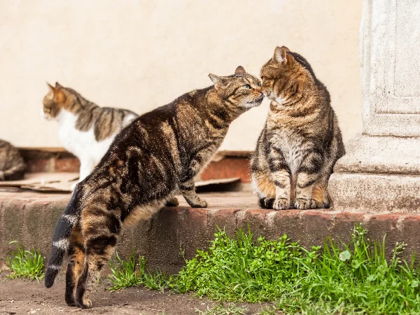 cats at risk of indirect transmission of feline parvovirus cats at risk of indirect transmission of feline parvovirus