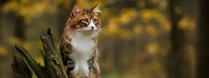 Vet's 8 essential autumn tips for your cat's health cat trawling through autumn leaves