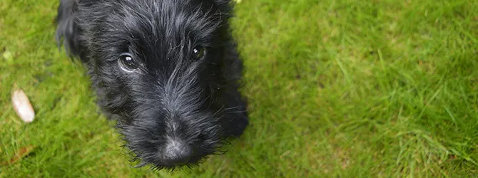 Scottish Terrier | Owner's Guide Scottish terrier on green fresh grass