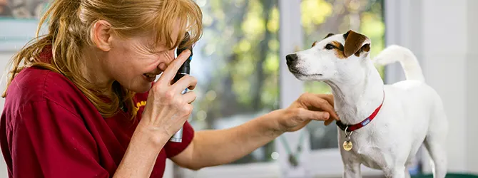 Photo of a vet inspecting a cute dog on a warm summer day Photo of a vet inspecting a dog on a hot summer day