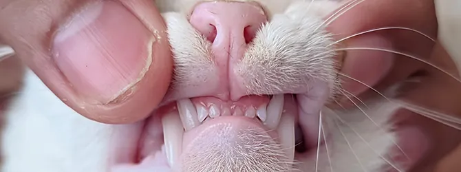 A cat with their owner pulling their lips back, revealing cat teeth A cat with their owner pulling their lips back, revealing cat teeth. How many teeth do cats have?
