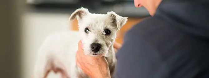 Ringworm In Dogs: Signs, Symptoms & Vet Advice Dog attending a veterinary practice for a worming check