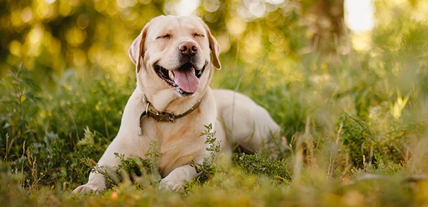 labrador lying in field smiling labrador lying in field smiling