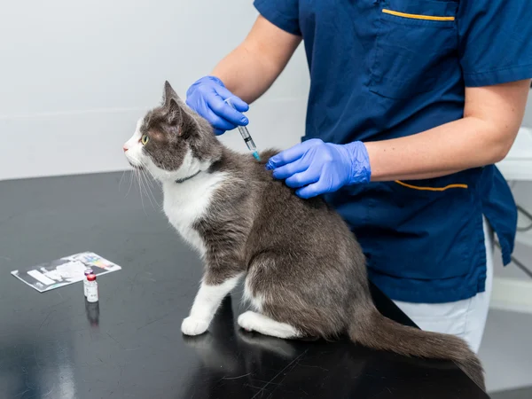 benefits of cat health plans benefits of cat health plans