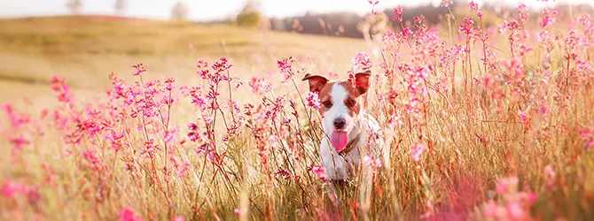 Plants poisonous to dogs Header photo of a dog in a field of pink flowers, to accompany an article highlighting the dangers of plants poisonous to dogs, such as buttercups and ranunculus.