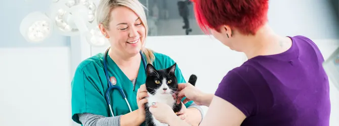 Cat Anal Sac Disorder Cat having veterinary check up