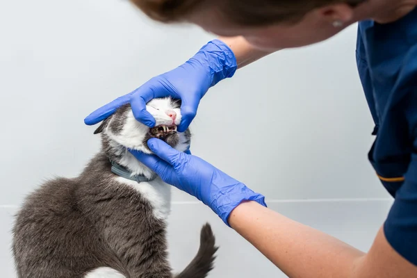 vet checking cats teeth for article on stomatitis in cats vet checking cats teeth for article on stomatitis in cats