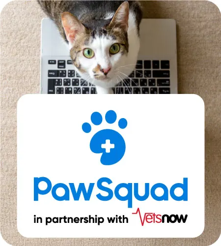 pawsquad-banner-450x500 Cat on keyboard with pawsquad logo