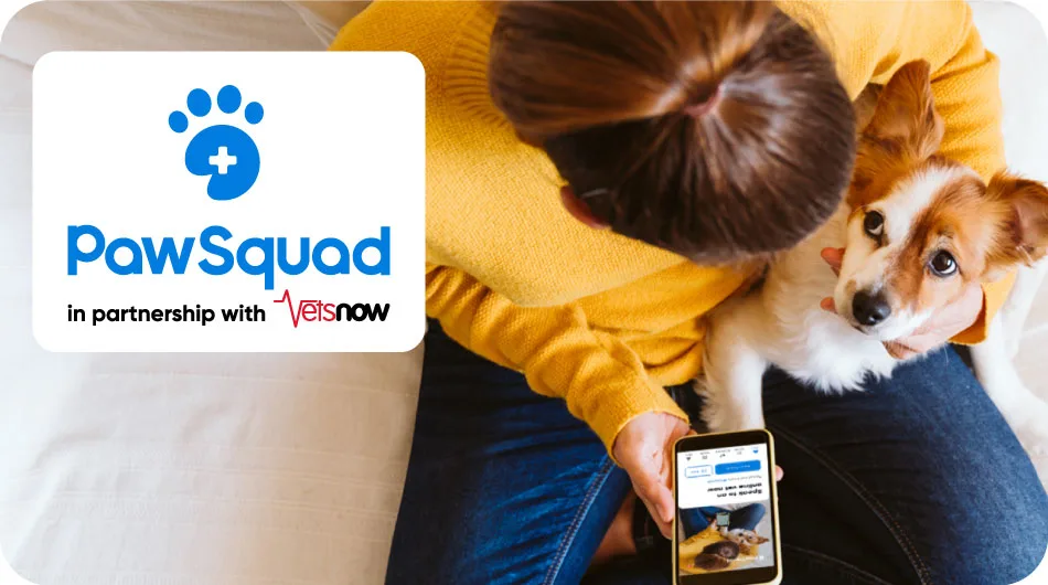 pawsquad hero Person with jack russel type dog looking at pawsquad website on mobile phone