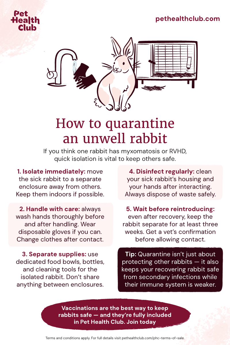 Pet Health Club infographic on how to quarantine a rabbit who is unwell An infographic explaining how to quarantine a rabbit who is unwell. If your rabbit has a serious illness like myxomatosis or RVHD, quarantine is a must.