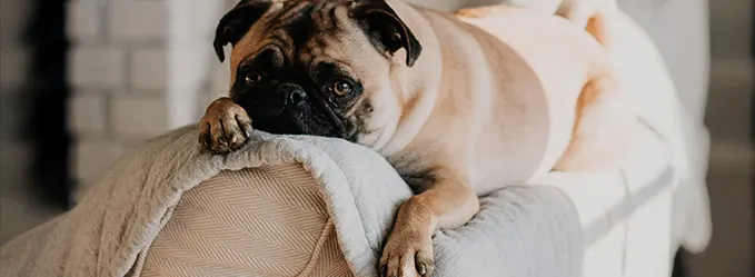 Flat-faced dog resting on the back of a sofa Photo of a flat-faced dog on a sofa, attached to an article on the health issues faced by brachycephalic breeds