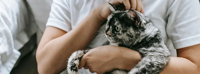 Seven surprising reasons you should get a cat Image of vet and cat for article on should I get a cat