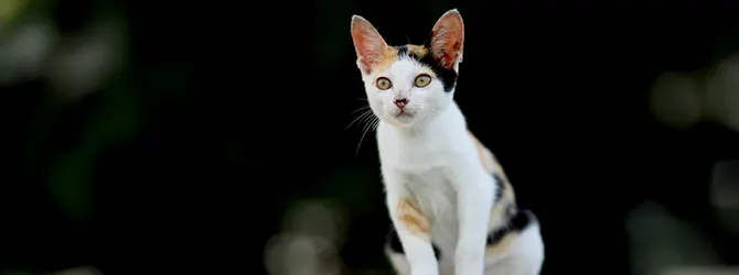 A four month-old kitten exploring outdoors for the first time Photo of a four month-old kitten exploring outdoors for the first time, accompanying an article on kitten safe exploration indoors and outdoors