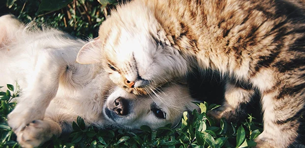 A cat and a dog cuddling outdoors A cat and a dog cuddling, showing their pet love language to one another.